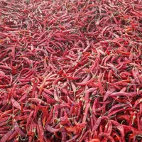 فروش ۵ تن فلفل قرمز|عمده‌فروشی|فیروزآباد (فارس), |دیوار