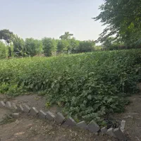 باغچه-گلحصار-سند-تک-برگ