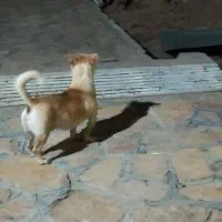 سگ گربه بقلمون کفتر