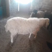 ۶تا بره ۴تا نر دوتا ماده|حیوانات مزرعه|ششده و قره بلاغ, |دیوار