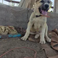 توله خراسانی 6ماه|سگ|رفسنجان, |دیوار