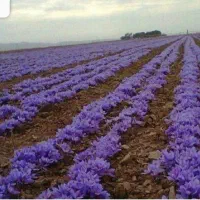 سرویس همراه با ۱۰ نفر کارگر برای جمع کردن زعفران|خدمات حمل و نقل|تربت‌حیدریه, باغ سلطانی|دیوار