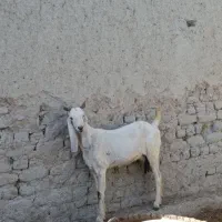 بز ماده دورگ