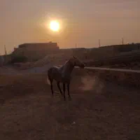 اسب مدیوم|اسب و تجهیزات اسبسواری|اهواز, دغاغله|دیوار