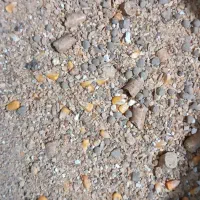 دان مرغ درجه یک گریدA