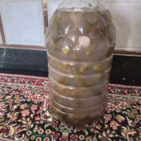 خیارشور 16عدد|خوردنی و آشامیدنی|گیان, |دیوار