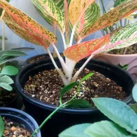 گلهای طبیعی|گل و گیاه طبیعی|یاسوج, |دیوار