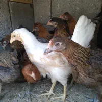 نیمچه مرغ جهادی