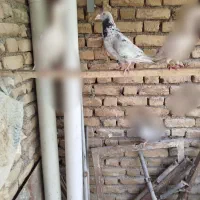 سار هفترنگ کله هما،طوقی ساده|پرنده|مشهد, ایثار|دیوار