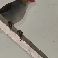 سهره یاسمین و فنچ لپ نارنجی  نرو ماده یاسمین هست|پرنده|اصفهان, شیخ اشراق|دیوار