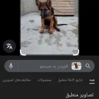 فروش یک ماده ژرمن شپرد