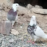 دو عدد کبوتر طوقی