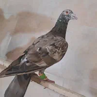 کبوتر رنگی پرشی|پرنده|ضیاء آباد, |دیوار