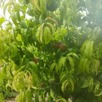 زمین کشاورزی(۹هکتار)|فروش زمین و ملک کلنگی|اسلام‌شهر, کاشانک|دیوار