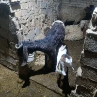 2 بز و بزغاله هاشون ...1 بز ابستن|حیوانات مزرعه|کارون, |دیوار