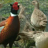 مرغ و جوجه آمریکایی