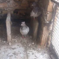 گفتر|پرنده|مشهد, بهمن|دیوار