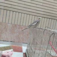 عروس هلندی فروشی