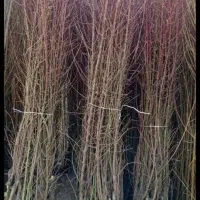 بادام و گردو دیر گل و انواع میوه در نهالستان