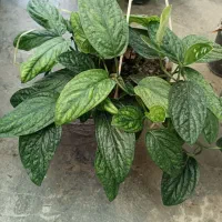 گلفروشی داداشی|گل و گیاه طبیعی|پاکدشت, پاکدشت (مامازند)|دیوار