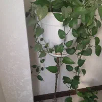 گل پتوس همراه با پایه