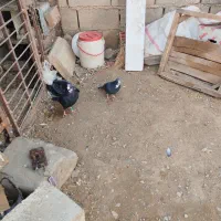 چفت پلنگ ضمانت تخم جوجه