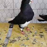 شهری بهبانی