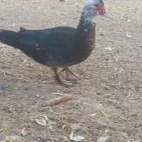 مرغ خروس جوجه گلین اردک روسی|حیوانات مزرعه|شیراز, گویم|دیوار