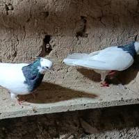 کفتر کبوتر پرشی و رنگی|پرنده|عطاملک, |دیوار