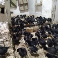 جوجه مرغ خروس