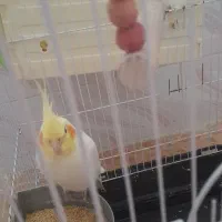 دوعددعروس هلندی باقفس