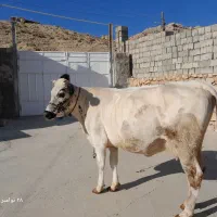 سه عدد گاو آبستن