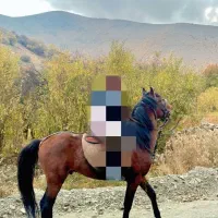 اسب|اسب و تجهیزات اسب‌سواری|طرقبه, |دیوار