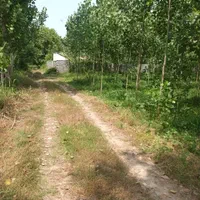 فروش زمین داخل طرح هادی با درخت صنوبر جاده کیاشهر|فروش زمین و ملک کلنگی|آستانه اشرفیه, |دیوار