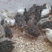 فروش انواع جوجه بلدرچین ۲۰ روزه