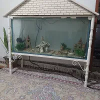 اکواریوم
