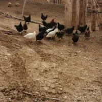 مرغ محلی|حیوانات مزرعه|اسفراین, |دیوار