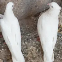 کبوتر
