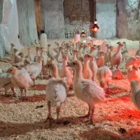 جوجه بوقلمون بیوتی ۶ بیست روزه و۳۰ روز|حیوانات مزرعه|مشهد, عیدگاه|دیوار