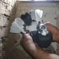 جفت ابلغ دهن جور .|پرنده|قم, زاویه|دیوار