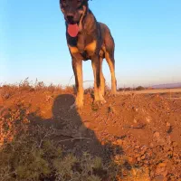 یک جفت توله عراقی ۹ماهه همه چیز تموم