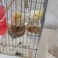 یک جفت عروس هلندی