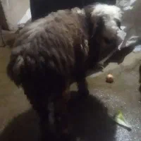 بره نر خمیر و چاق|حیوانات مزرعه|اندیمشک, |دیوار