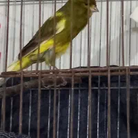 قناری رسمی بلند