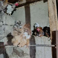 مرغ تخمگذار|حیوانات مزرعه|خلیل شهر, |دیوار