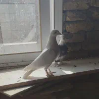 6عدد صید و کفتر بوم|پرنده|مشهد, کارمندان دوم|دیوار