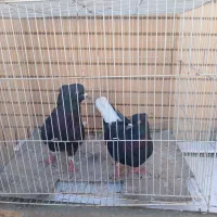 زرد و سرخ کرمونی و زاغ دمسفید|پرنده|تربت‌حیدریه, منصوریه|دیوار