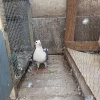 ماده واز|پرنده|اصفهان, سودان|دیوار