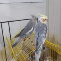 عروس هلندی مولد سخنگو