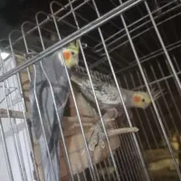 ۴عددطوطی هلندی به همراه قفس بزرگ